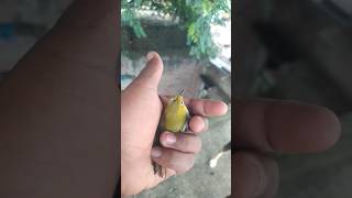 Aaj to billi ne bacha di chidiya viralbird budgis babyanimal birdslover viralvideo viralshort [upl. by Vrablik431]