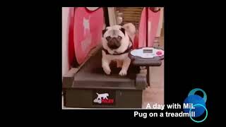 Pug on a treadmill [upl. by Nnylsia726]