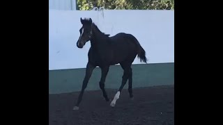 DGS A Hot Vintage  2023 AQHA Filly by DGS Vintage  1023 Round Pen [upl. by Eaned941]