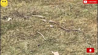 Baaf re baaf itna bada snake 🐍dogs attack snake 🐕‍🦺dogs snake video 🔥trending video animals [upl. by Ecnarf]