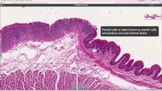 Histology around the Gastrooesphageal junction [upl. by Haggi]