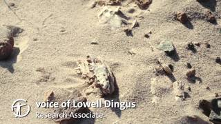 How Are Dinosaur Fossils Discovered and Collected [upl. by Ruyam]