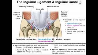 Anatomy  The Inguinal Ligament amp Inguinal Canal [upl. by Alderman]