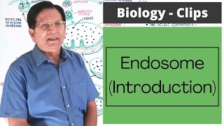 Endosomes  Introduction  Biology Clips [upl. by Lalise13]