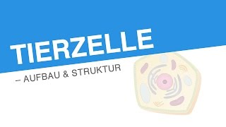 TIERZELLE – AUFBAU STRUKTUR  Biologie  Biologie der Zellen [upl. by Nika]