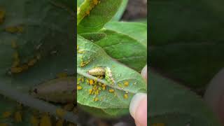 Backyard bug hunt  syrphid fly larvae [upl. by Egoreg]