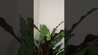 Goeppertia insignis rattlesnake plant calathea rattlesnakeplant [upl. by Ahsinwad751]