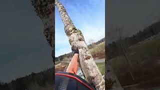 🪓🌳 Easy Tree Cutting Tips  🌟 shorts chainsaw treework safety skills expertcutting property [upl. by Rowland785]