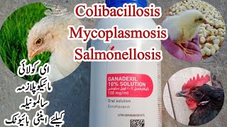 Antibiotic to Treat Salmonellosis Mycoplasmosis and Colibacillosis in Poultry  Dr ARSHAD [upl. by Beatriz566]