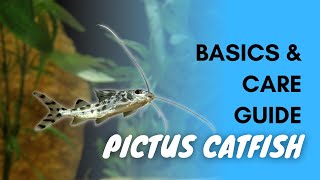 Pictus Catfish Basics And Care [upl. by Annecorinne]