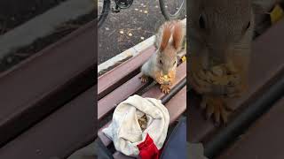 Girl Helped Squirrel😍 [upl. by Attenej642]