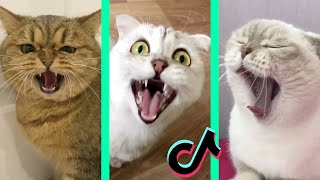 aaaa aaaa aaaa song tiktok cat compilation [upl. by Innor]