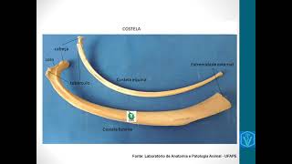 Osteologia da Costela E Do Esterno  Anatomia Animal  Aula Prática  Medicina Veterinária [upl. by Willcox]