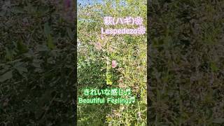 萩 の花が咲いてる❀ きれいな感じ♬ Lespedeza Beautiful Feeling♬ 明日香村 shorts ハギ [upl. by Missi]