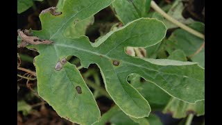 Cucurbit IPM  Part 3 Foliar Diseases and Fruit Rots [upl. by Nannarb]