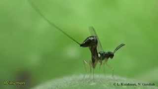 Apocrypta westwoodi Grandi  the wasp with zinccoated needle [upl. by Emogene]