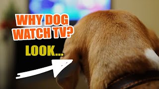 🐶📺 ¿WHY Does Your DOG WATCH TV [upl. by Presber]