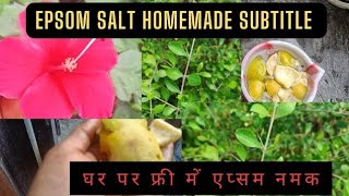 Homemade Epsom Salt for Gardening Benefits Epsom salt subtitle [upl. by Atiuqehs]