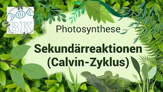 Sekundärreaktionen Dunkelreaktion CalvinZyklus der Photosynthese [upl. by Lewse]