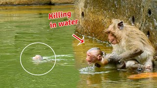 Bad monkey killing orphan baby monkey in the pool [upl. by Nele]