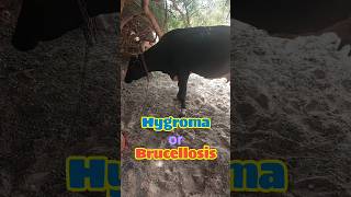 Brucellosis  Hygroma  Cattle Disease [upl. by Enened216]