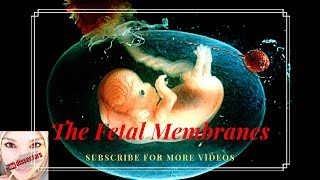 Medical Embryology  the fetal membranes [upl. by Etennaej]