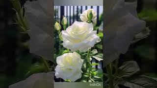 Vellai poove vellai poove melody whiterose rose song tamil [upl. by Kraft]