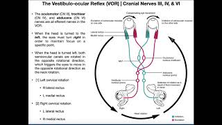 Vestibuloocular Reflex VOR  Structure amp Physiology [upl. by Kenny]