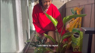 Plant care Repotting a mini Bird of Paradise Peace Lilly variegated pothos and croton plants [upl. by Niwred]