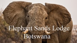 Travel Documentary Elephants Sands Lodge  Botswana  Where Elephants Rule [upl. by Yezdnil]