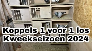 Duiven 1 voor 1 los  koppels vormen  Kweekseizoen 2024  Postduiven [upl. by Ahsikal]