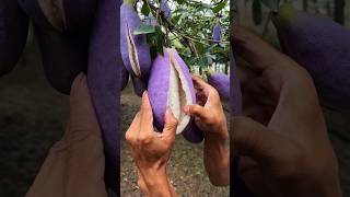 Chinas New Fruit Looks Just Like Brinjal shortsvideo [upl. by Vincenta]