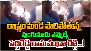 రాష్ట్రం నుండి పారిపోతున్న పుంగునూరు ఎమ్మెల్యే పెద్దిరెడ్డి రామచంద్రా రెడ్డి  Peddireddy [upl. by Ehrman976]