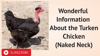 Wonderful Information About the Turken Chicken Naked Neck [upl. by Meekar]