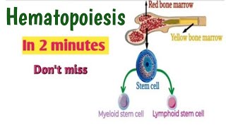 Hematopoiesis  Hematopoiesis with animation  Hematology lactures  Red bone marrow  yellow BM [upl. by Einahpets80]