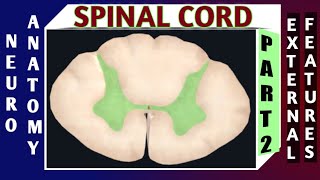 SPINAL CORD  Part2 [upl. by Dyun]