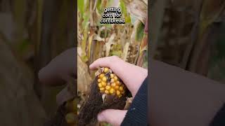 Going through a corn maze with DuncanWray and sawyerdenis9485 shorts cornmaze fun [upl. by Hibbitts]