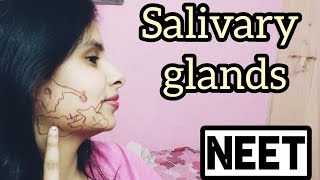 SALIVARY GLANDS  Digestive Glands  In Hindi  NEET preparation  Salivary glands in hindi [upl. by Lynelle48]