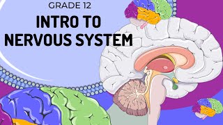 EASY TO UNDERSTAND  Introduction to Nervous System [upl. by Mattox]