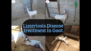 Listeriosis disease treatment in goat [upl. by Thatch743]