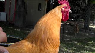 Friendly buff orpington rooster george [upl. by Earb]