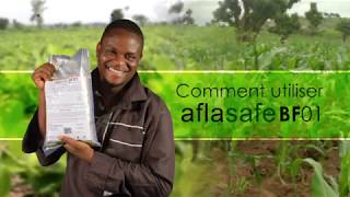 Comment utiliser Aflasafe pour protéger le maïs et les arachides de laflatoxine  Burkina Faso [upl. by Chap]