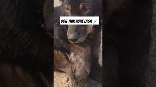 Dog ko injection laga fir uske baad thik hone laga 🐶🥹💉 desidog doglover dog dogbreed [upl. by Ennaer]