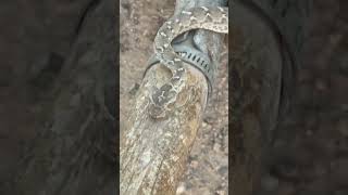 sawscaled vipers Irans most dangerous snake [upl. by Cutler]