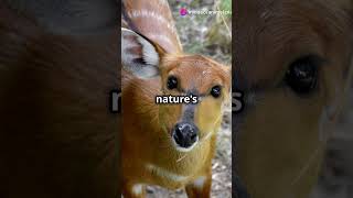 5 Mind Blowing Facts About Sitatunga [upl. by Annawaj584]