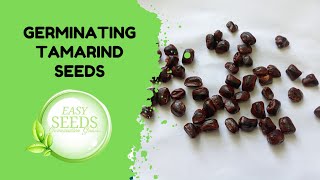 How to Germinate Tamarind Seeds [upl. by Ocirnor200]