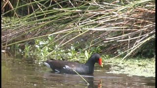 Gallinule poule deau  Common Gallinule MoorhenTeichuhun Gallinula chloropus [upl. by Karisa]