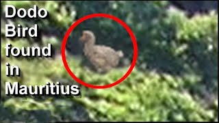 Living Dodo bird found in Mauritius new video evidence [upl. by Charita]