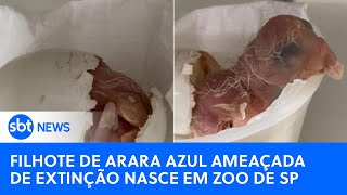 Filhote de arara azul ameaçada de extinção nasce em Zoo de São Paulo [upl. by Hilaire]