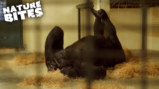 Pregnant Gorilla Gives Birth  Amazing Animal Babies  Nature Bites [upl. by Napra]